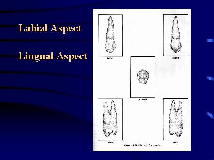 Labial Aspect Lingual Aspect Labial Aspect Lingual Aspect