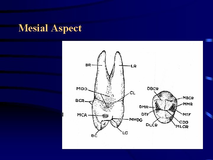 Mesial Aspect Mesial Aspect