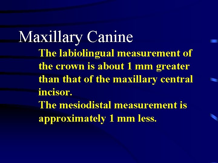 Maxillary Canine The labiolingual measurement of the crown is about 1 mm greater than Maxillary Canine The labiolingual measurement of the crown is about 1 mm greater than
