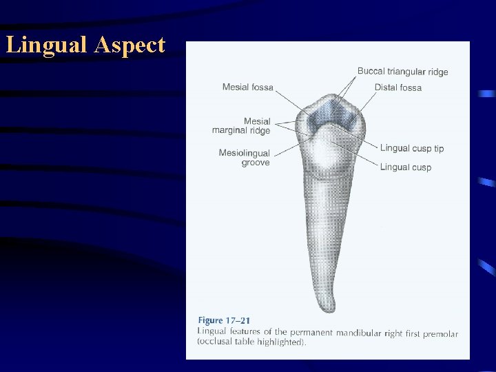 Lingual Aspect Lingual Aspect