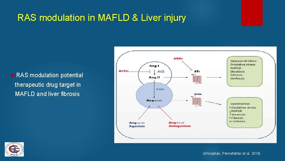 RAS modulation in MAFLD & Liver injury RAS modulation potential therapeutic drug target in