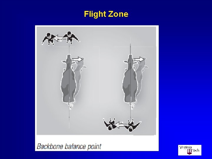 Flight Zone 