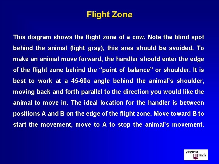 Flight Zone This diagram shows the flight zone of a cow. Note the blind