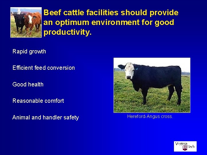 Beef cattle facilities should provide an optimum environment for good productivity. Rapid growth Efficient