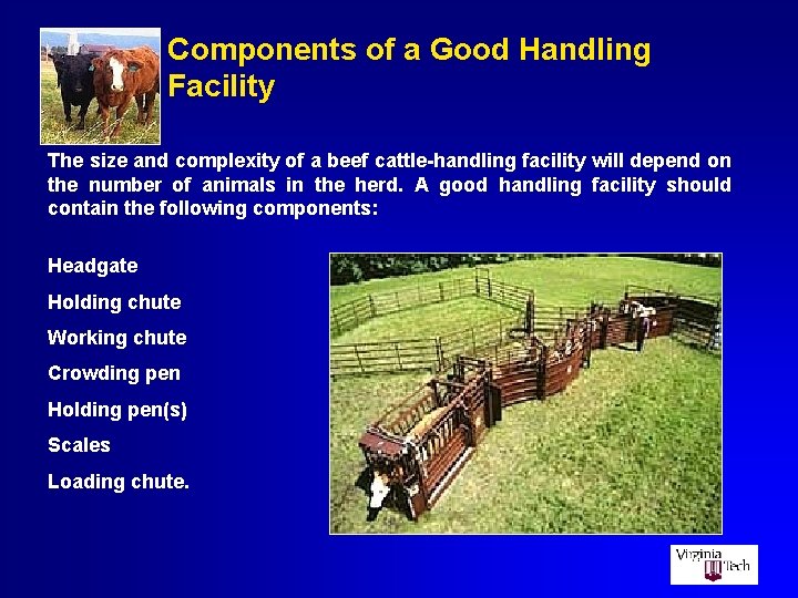 Components of a Good Handling Facility The size and complexity of a beef cattle-handling