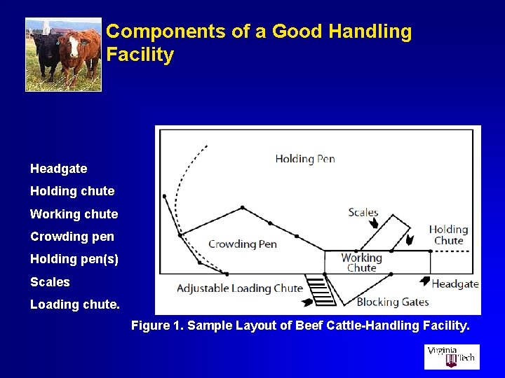 Components of a Good Handling Facility Headgate Holding chute Working chute Crowding pen Holding