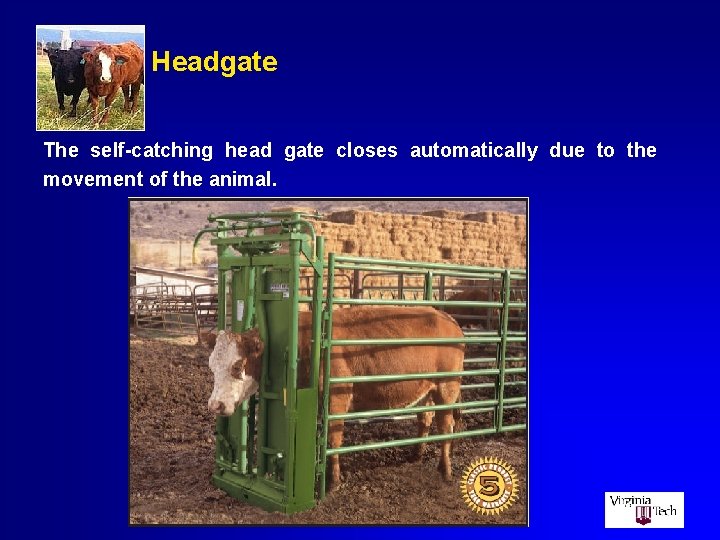 Headgate The self-catching head gate closes automatically due to the movement of the animal.