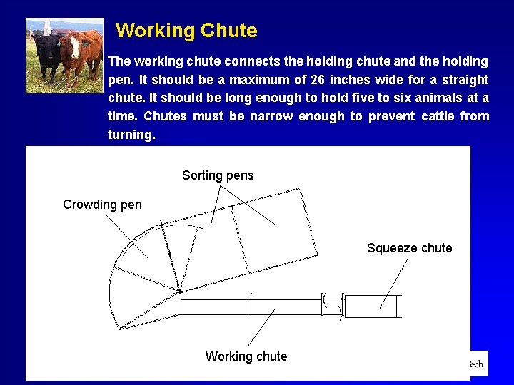 Working Chute The working chute connects the holding chute and the holding pen. It
