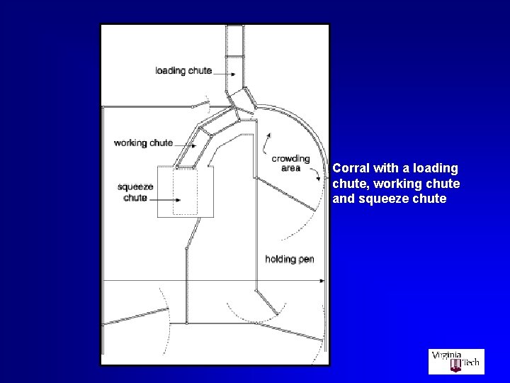 Corral with a loading chute, working chute and squeeze chute 