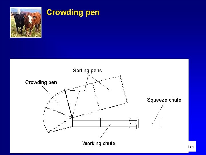 Crowding pen Sorting pens Crowding pen Squeeze chute Working chute 