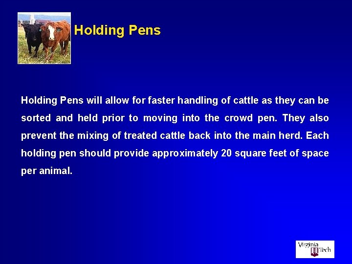 Holding Pens will allow for faster handling of cattle as they can be sorted
