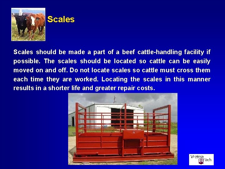 Scales should be made a part of a beef cattle-handling facility if possible. The