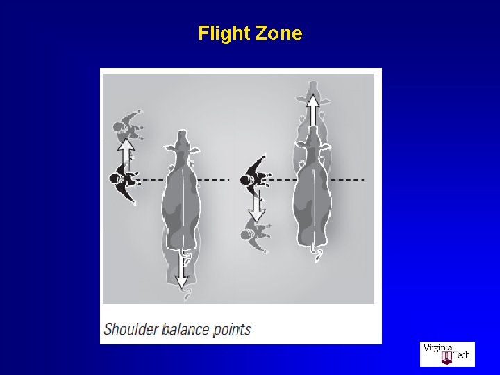 Flight Zone 