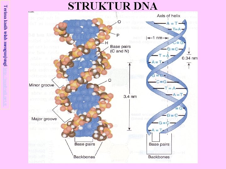 Terima kasih telah mengunjungi http: //masbudi. net. tc STRUKTUR DNA 