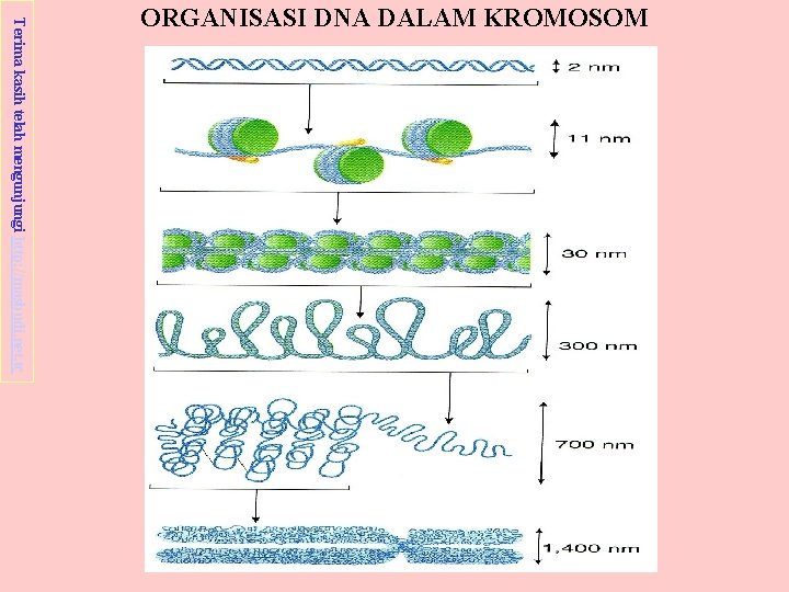 Terima kasih telah mengunjungi http: //masbudi. net. tc ORGANISASI DNA DALAM KROMOSOM 