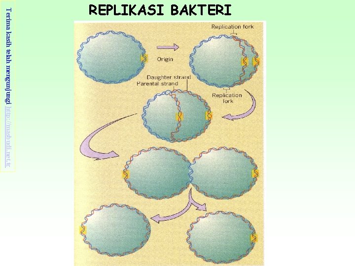 Terima kasih telah mengunjungi http: //masbudi. net. tc REPLIKASI BAKTERI 