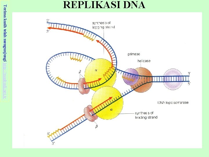 Terima kasih telah mengunjungi http: //masbudi. net. tc REPLIKASI DNA 