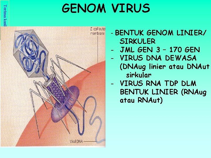 Terima kasih telah mengunjungi http: //masbudi. net. tc GENOM VIRUS - BENTUK GENOM LINIER/