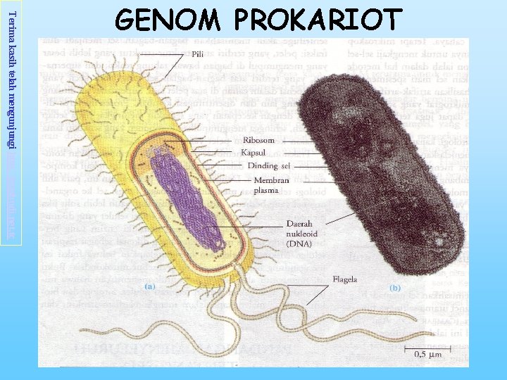 Terima kasih telah mengunjungi http: //masbudi. net. tc GENOM PROKARIOT 
