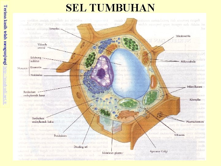 Terima kasih telah mengunjungi http: //masbudi. net. tc SEL TUMBUHAN 