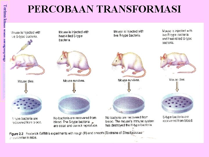 Terima kasih telah mengunjungi http: //masbudi. net. tc PERCOBAAN TRANSFORMASI 