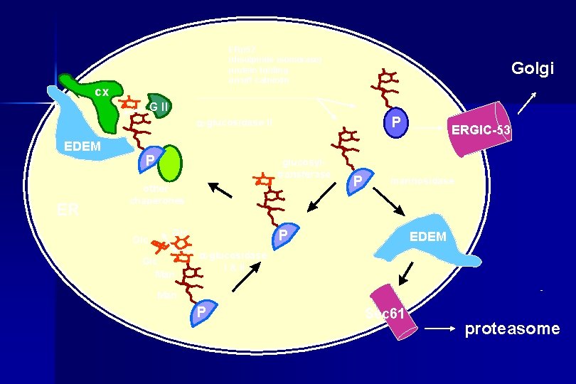 ERp 57 (disulphide isomerase) protein folding on/off calnexin cx Golgi G II P a-glucosidase
