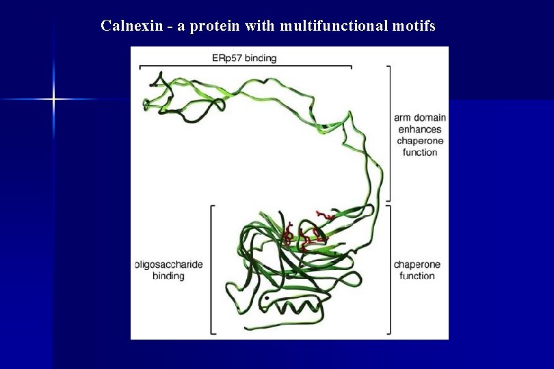 Calnexin - a protein with multifunctional motifs 