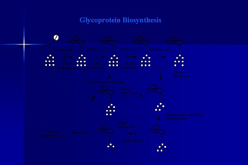Glycoprotein Biosynthesis 