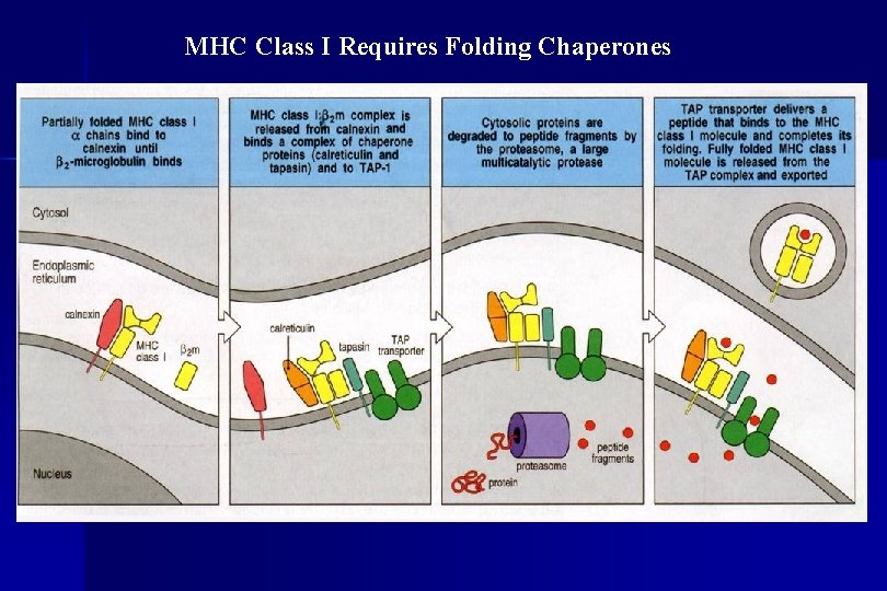 MHC Class I Requires Folding Chaperones 