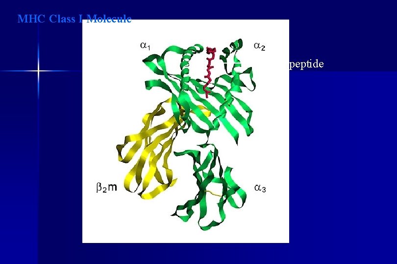 MHC Class I Molecule peptide 
