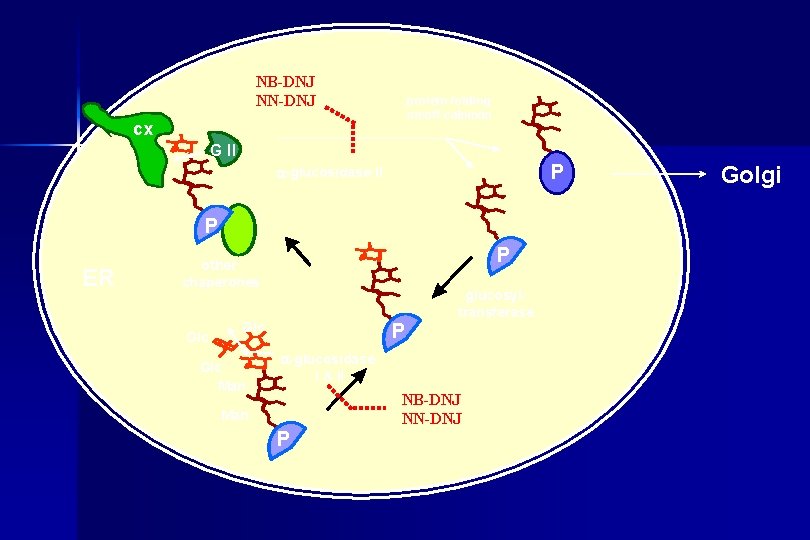 NB-DNJ NN-DNJ protein folding on/off calnexin cx G II P a-glucosidase II P ER