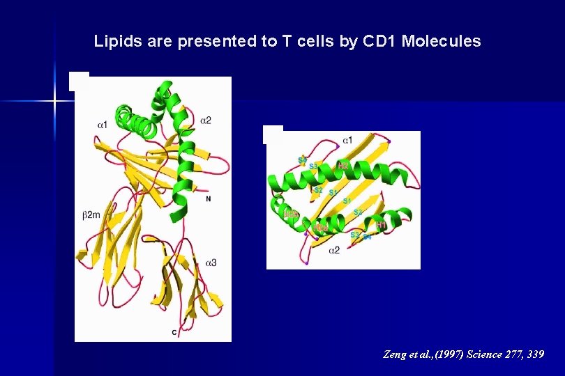 Lipids are presented to T cells by CD 1 Molecules Zeng et al. ,