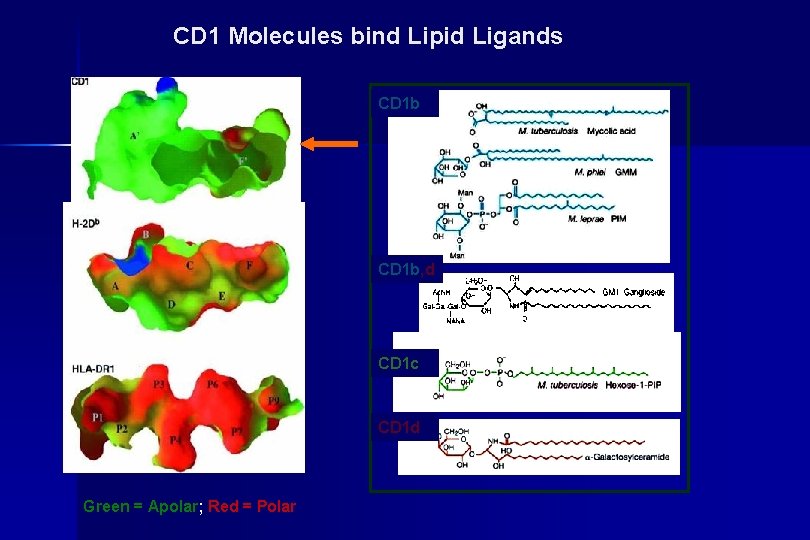CD 1 Molecules bind Lipid Ligands CD 1 b, d CD 1 c CD