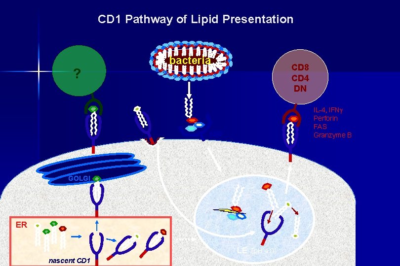 CD 1 Pathway of Lipid Presentation ? bacteria CD 8 CD 4 DN IL-4,