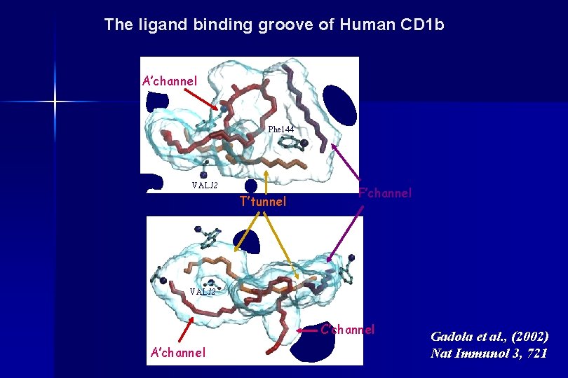 The ligand binding groove of Human CD 1 b A’channel Phe 144 VAL 12
