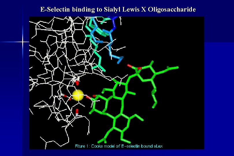 E-Selectin binding to Sialyl Lewis X Oligosaccharide 