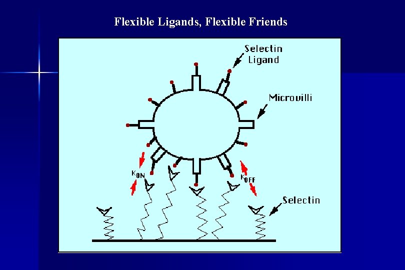 Flexible Ligands, Flexible Friends 