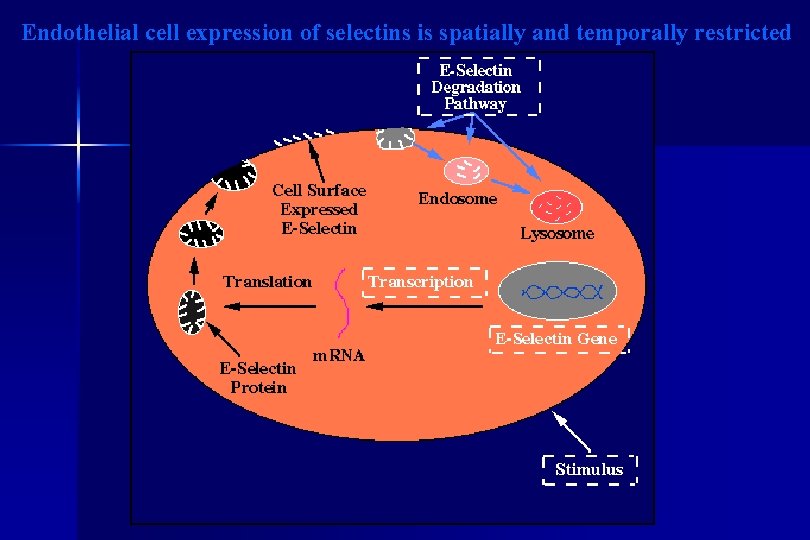 Endothelial cell expression of selectins is spatially and temporally restricted 