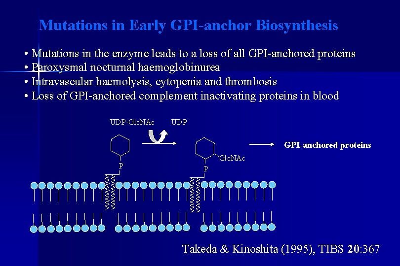 Mutations in Early GPI-anchor Biosynthesis • Mutations in the enzyme leads to a loss