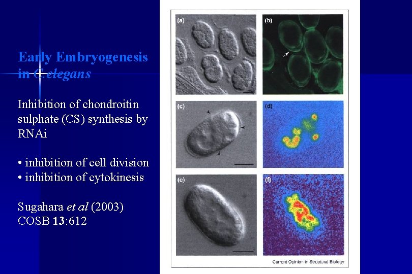 Early Embryogenesis in C. elegans Inhibition of chondroitin sulphate (CS) synthesis by RNAi •