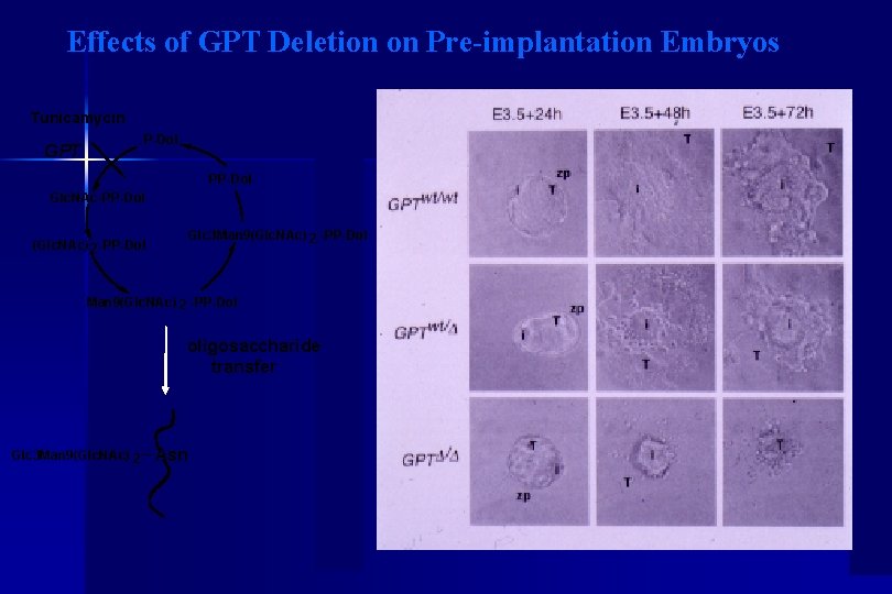 Effects of GPT Deletion on Pre-implantation Embryos Tunicamycin P-Dol GPT PP-Dol Glc. NAc-PP-Dol Glc