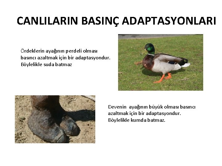 CANLILARIN BASINÇ ADAPTASYONLARI Ördeklerin ayağının perdeli olması basıncı azaltmak için bir adaptasyondur. Böylelikle suda