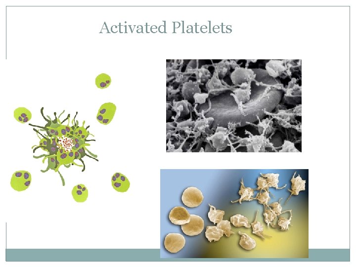 Activated Platelets 