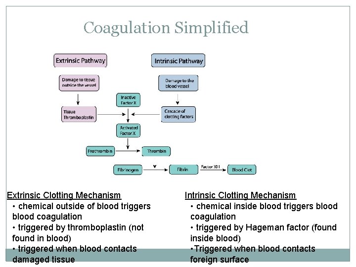 Coagulation Simplified Extrinsic Clotting Mechanism • chemical outside of blood triggers blood coagulation •
