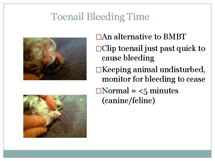 Toenail Bleeding Time �An alternative to BMBT �Clip toenail just past quick to cause