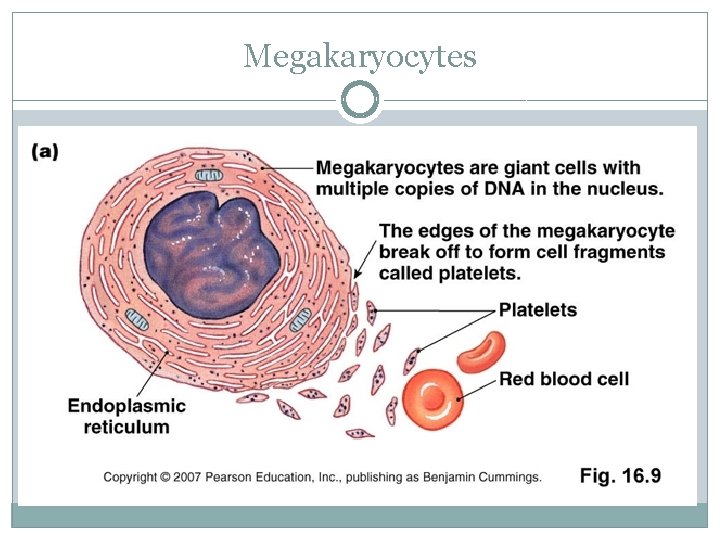 Megakaryocytes 