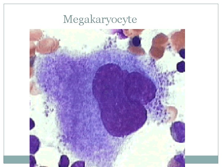 Megakaryocyte 