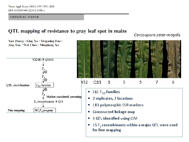 Cercospora zeae-maydis Y 32 Q 11 1 3 5 7 9 § 161 F