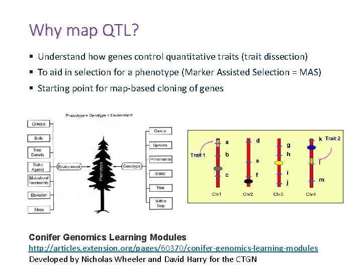 Why map QTL? § Understand how genes control quantitative traits (trait dissection) § To