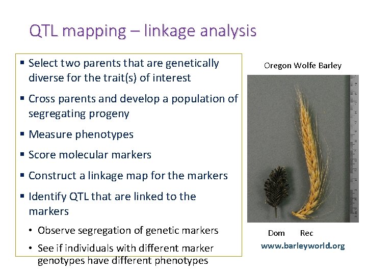 QTL mapping – linkage analysis § Select two parents that are genetically diverse for